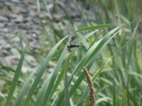 Black saddlebags dragonfly, male, at Miller Pond (Jun 2020)