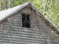 Black vulture in attic of cabin barn, nesting (May 2020)