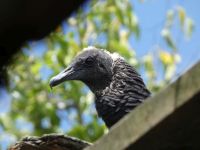 Black vulture, Unexpected Wildlife Refuge photo