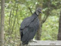 Black vulture family series, 02, parent near cabin barn (Jul 2020)