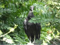 Black vulture family series, 04, parent in tree near cabin barn (Jul 2020)