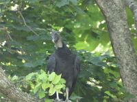 Black vulture family series, 18, parent in tree near Headquarters (Jul 2020)
