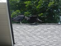 Black vulture family series, 27, parent feeding fledgling on Headquarters roof (Jul 2020)