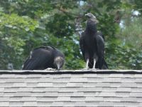 Black vulture family series, 30, fledglings on Headquarters roof (Jul 2020)