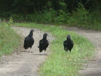 Black vulture family walking down driveway near Headquarters (Jul 2020)