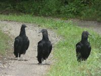 Black vulture family walking down driveway near Headquarters (Jul 2020)