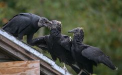 Black vulture family feeding time, photo by Jeremy Amsterdam