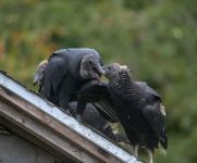 Black vulture family feeding time, photo by Jeremy Amsterdam