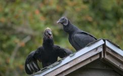Black vulture parent and fledgling, photo by Jeremy Amsterdam