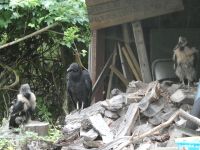Black vulture fledglings and parent