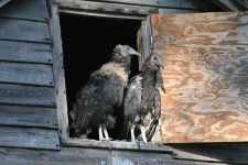 Black vulture fledglings