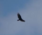 Black vulture flying over main pond (May 2019)