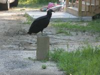 Black vulture juvenile exploring area outside Headquarters (Jul 2020)