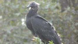 Black vulture, juvenile, cabin barn (Aug 2019)