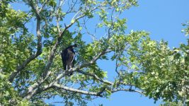 Black vulture near cabin (Jun 2019)