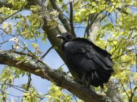 Black vulture in tree near Headquarters (May 2020)