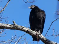 Black vulture in tree (Feb 2019)