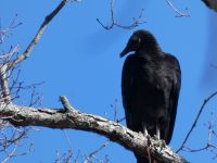 Black vulture in tree (Feb 2019)