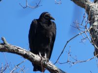 Black vulture in tree (Feb 2019)