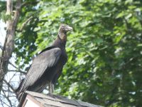 Black vulture on roof of Headquarters (Jun 2020)