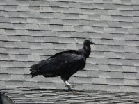 Black vulture on roof of Headquarters (Jun 2020)