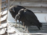 Black vultures on cabin barn, a nesting site (03) (Mar 2020)