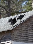 Black vultures on cabin barn, a nesting site (09) (Mar 2020)