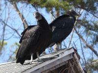 Black vulture pair on cabin barn roof, Unexpected Wildlife Refuge photo