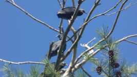 Black vulture juveniles in tree (Aug 2019)