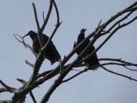 Black vultures in tree near Miller House (Feb 2020)
