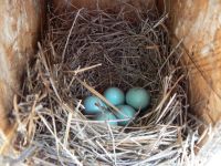 Eggs in nest box, Unexpected Wildlife Refuge photo
