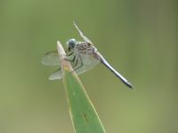 Blue dasher dragonfly, male, at Miller Pond (Jun 2020)
