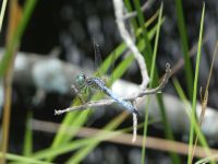Blue dasher dragonfly, male, at Miller Pond (Jul 2020)