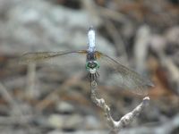 Blue dasher dragonfly male near Headquarters (Jul 2020)
