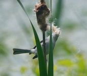 Blue-gray gnatcatcher on cattail in main pond (May 2017)