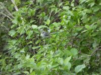 Blue-gray gnatcatcher in a tree near Headquarters (May 2020)