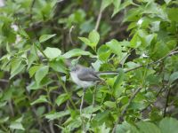 Blue-gray gnatcatcher in a tree near Headquarters (May 2020)