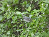 Blue-gray gnatcatcher in a tree near Headquarters (May 2020)