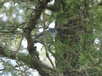 Blue-gray gnatcatcher in a tree near Headquarters (May 2020)