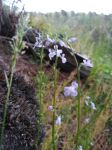 Blue toadflax at Miller Pond (May 2019)