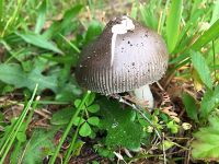 Blusher mushroom (Jun 2017)