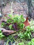 Moss in bog area, Unexpected Wildlife Refuge photo