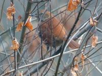 Brown thrasher (Dec 2017)