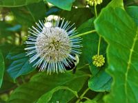 Bumblebee and buttonbush, Unexpected Wildlife Refuge photo