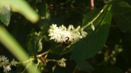 Bumblebee on coastal sweetpepperbush on main pond dike (Jul 2019)