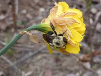 Bumblebee on wild daffodil at Headquarters (Apr 2020)