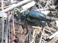 Buttercup oil beetles mating, photo by Dave Sauder (Oct 2019)