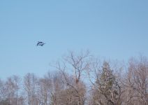 Canada geese couple flying over main pond, Unexpected Wildlife Refuge photo
