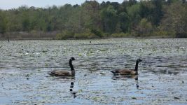 Canada geese couple in main pond (May 2019)
