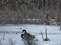 Canada geese grooming in Miller Pond (Apr 2020)